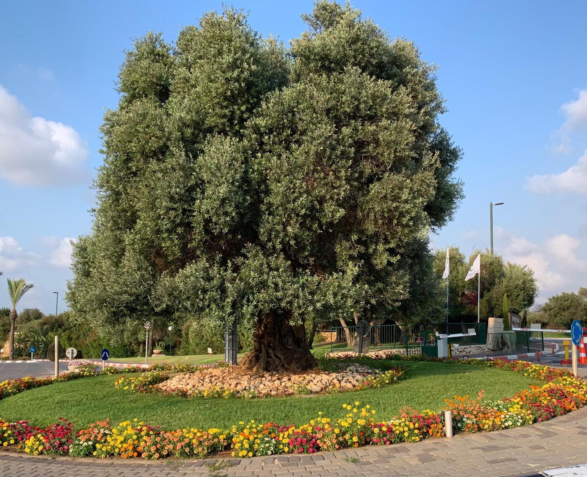Mina'S Suites - קיסריה Экстерьер фото